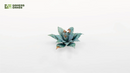GGLP-BA Laser Plants - Blue Agave