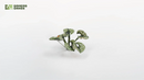 GGLP-BL Laser Plants - Bugloss