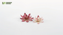 GGLP-LF Laser Plants - Lotus Flower