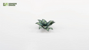 GGLP-BA Laser Plants - Blue Agave