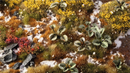GGLP-BL Laser Plants - Bugloss