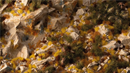 GGSB-GAGBB Golden Autumn Glade Basing Box