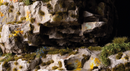 GGTT-DM Tiny Dark Moss
