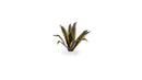 GGLP-AG Laser Plants - Agave