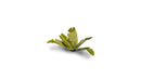 GGLP-BT Laser Plants - Banana Tree
