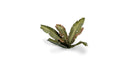 GGLP-BT Laser Plants - Banana Tree