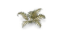 GGLP-GB Laser Plants - Bracken