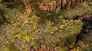 GGFS-DAN Dandelion Tiny Flowers