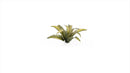 GGLP-DF Laser Plants - Deer Fern