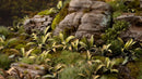 GGLP-DF Laser Plants - Deer Fern