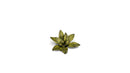 GGLP-DC Laser Plants - Dumb Cane