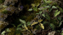 GGLP-EE Laser Plants - Elephant Ear