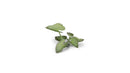 GGLP-EE Laser Plants - Elephant Ear