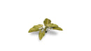 GGLP-EE Laser Plants - Elephant Ear
