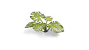 GGLP-MT Laser Plants - Monstera