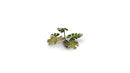 GGLP-MT Laser Plants - Monstera