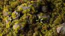 GG2-MO Moss 2mm