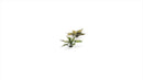 GGLP-PL Laser Plants - Plantain Lily