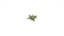 GGLP-PL Laser Plants - Plantain Lily