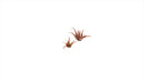 GGLP-RA Laser Plants - Red Aloe